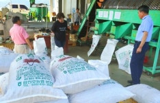 합천호농협 대병지점 햇밤 수매 실시