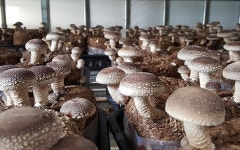 강소농 현장을 찾다(10)-의령 송이이모 표고버섯 조재완·이정화 대표