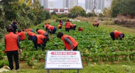 창원 가음정동, 이웃사랑 배추텃밭 풍성한 결실 맺다