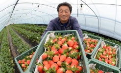 항노화에 좋은 거창딸기 수확해요