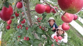 강소농 현장을 찾다(11)-못잊어 사과 김상문 대표