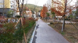 양산 물금시가지 보행자도로에 명품가로수길 조성