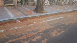 창원 사림동 메타세콰이어 가로수 주민 불편 가중