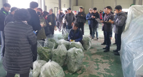 푸른 봄의 전령하동 취나물 출하 시작