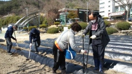 거창 주상면 지사협 사랑의 감자 심기