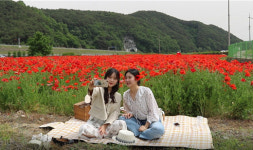 하동 북천면 꽃 양귀비 유튜브로 만나요