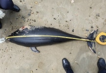 남해 송정솔바람 해변 멸종위기종 상괭이 사체 발견