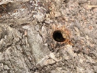 밀양시 상동면 1077 지방도로변 가로수 고사