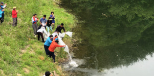 합천 대양면 붕어치어 16만 마리 방류