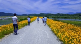 합천 덕곡면 율지제 힐링로드, 금계국 황금 물결 이뤄