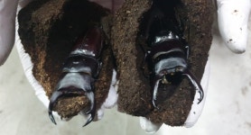 강소농 현장을 찾다(17)-김해 곤충스타 이경민·조대희 대표