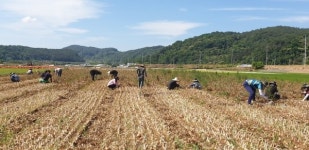 합천 쌍백면·관광진흥과 농가 일손돕기
