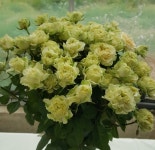 경남도농업기술원의 우수 연구사례-(2)화훼연구소 안동춘 연구원