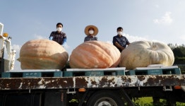 의령 양재명 부부 초대형 슈퍼호박 465kg 수확…국내 기록 경신