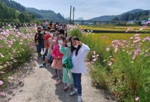 진주 진성면 코스모스 길에서 가을 만끽하세요