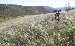 은빛 물결 일렁이는 밀양 사자평 억새밭