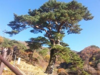 가을 맞이한 지리산 천년송