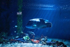 코로나블루 극복법 그냥 멍하게 물속 바라보면 된다