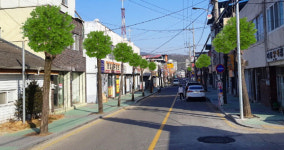 합천군 특색있는 은행나무 가로수길 만든다