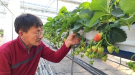통영 맛기찬딸기농원 고휘석·김향미 대표