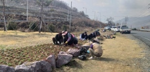 밀양 산내면 코로라19로 지친 시민들에게 봄꽃으로 힐링