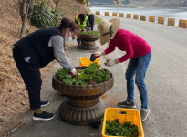 하동 금남면 신노량 해안도로 아름다운 꽃길 조성