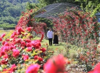 봄꽃으로 화려한 밀양에서 몸과맘 힐링하자