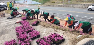 밀양시 삼랑진읍 봄꽃 1600주 식재