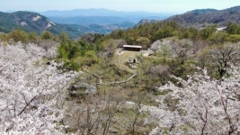 합천 황매산고지 왕벚나무꽃 만개