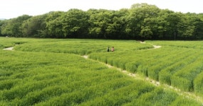 봄을 담은 상림 청보리 물결