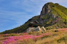 황매산 철쭉평전 분홍빛 장관 랜선으로 즐겨요