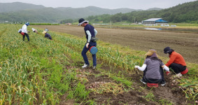 합천군 농촌일손돕기 본격적으로 시작