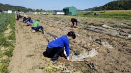 합천 쌍책면 영농철 농촌 일손 돕기 나서