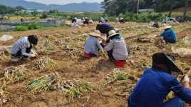 합천 적중면 마늘수확 일손돕기 구슬땀