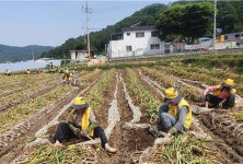 (사)대한노인회 합천군지회 농촌일손돕기 활동 실시
