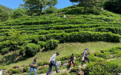 지리산 구재봉자연휴양림 다원 찻잎 수확