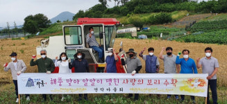 하동 금성면 유휴지 보리 수확 이웃사랑 실천