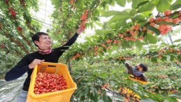 지리산 기운 받은 함양 체리 수확해요