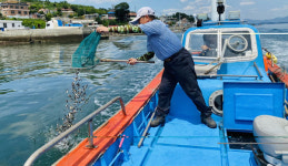 하동 금남·진교면 앞바다에 볼락 방류