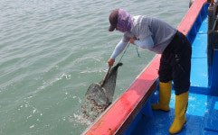 하동 금남·금성·진교 앞바다 돌가자미 치어 방류