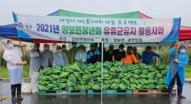 하동 양보면청년회, 이웃사랑 옥수수 수확 배부
