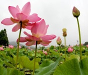 700년 아라홍연, 함안연꽃테마파크로 오세요