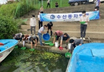 양산시 수산종자 잉어·붕어 방류