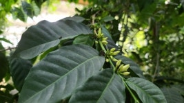 통영동백커피식물원 이지윤 대표