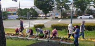 거창읍 읍시가지 가을꽃 국화 식재