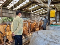 함안군 하반기 구제역백신 일제접종 착수