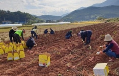 하동 고전면 취약계층 100세대에 고구마 나눔