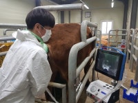 경남 축산연구소 우량 한우, 수정란 이식으로