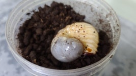 경남곤충대학 실습농장 사천 토마스농장 송광희·석영미 대표 부부