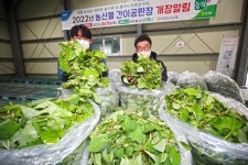 산청군농협 지리산 봄나물 본격 출하